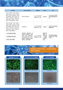 病毒包裝相關(guān)試劑盒及一站式服務(wù) 為科研保駕護(hù)航